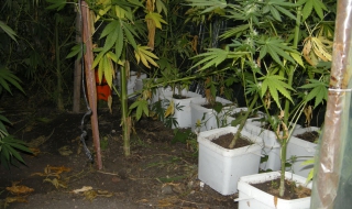 В Уругвай марихуаната става държавен бизнес