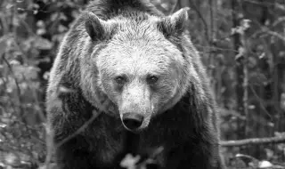 Почина една от най-старите обитателки на парка за мечки Белица