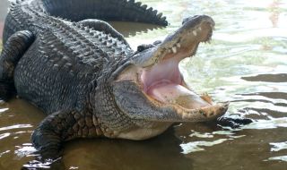 300-килограмов алигатор нападна и уби мъчително възрастна жена във Флорида (ВИДЕО)