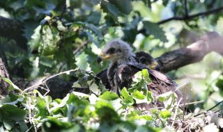 За пръв път в България се излюпиха две орлета в гнездо на малък креслив орел (СНИМКИ)