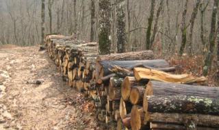 Зачестява незаконният добив на дърва