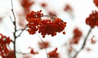 Дъждът преминава в сняг