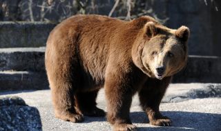 Падане на мечка от балкона на МОЛ в Румъния завърши трагично (СНИМКА)