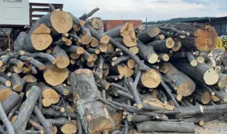 Поевтиняват дървата за огрев от следващия сезон?