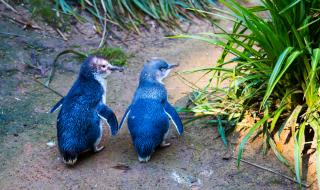 Овдовели пингвини намериха отново любовта (СНИМКИ)