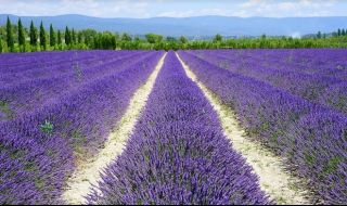 Пътят на лавандулата