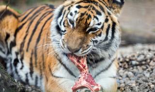 Тигър уби пазач в зоопарк