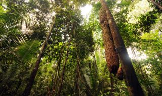 Учени откриха удивителен рекордьор в Амазонската джунгла (СНИМКИ)