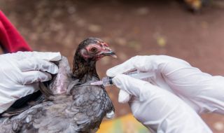 Птичият грип настъпва отново в Европа