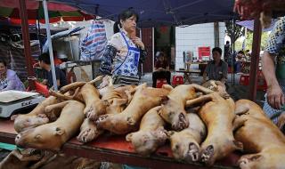 Една вековна китайска традиция: ястия от кучета, котки, прилепи и мечки