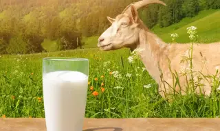 Козето мляко - ключът към дългия живот