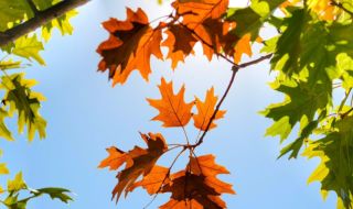 Времето днес, прогноза за петък, 10 ноември: Слънчево, облачността се увеличава от югозапад