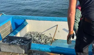 Българската риба изчезва от пазара