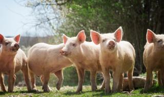 178 млн. лева за хуманно отношение към свинете