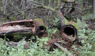 Една древна гора в Полша загива. Защо?