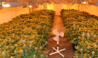 Разкриха модерна оранжерия за марихуана (Видео)