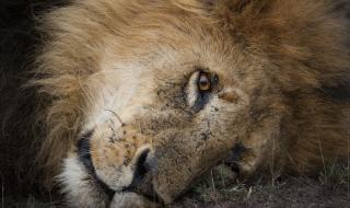Бракониери убиха лъвове, спасени от цирк (ВИДЕО)