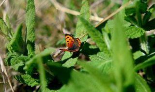 Времето днес, прогноза за събота, 20 май: Предимно слънчево, става по-топло