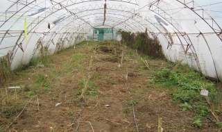 Три оранжерии за канабис в Бургаско разкриха антимафиоти