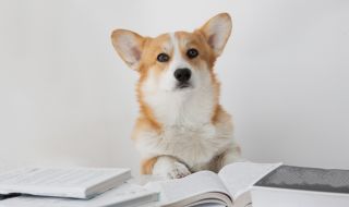 Кучетата разбират човешкия език по-добре, отколкото можете да си представите