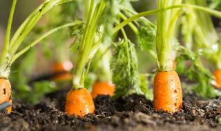 Вижте най-огромния морков на света (СНИМКИ + ВИДЕО)