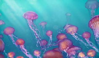 Адриатическо море се напълни с медузи
