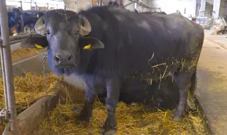 Bulgaria's "black gold on the brink: Buffalo farming is disappearing under the pressure of low prices and lack of worker