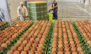 Европа в паника заради заразените яйца