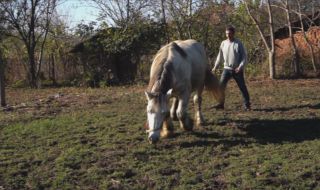 Монтанско село излиза на протест заради евтаназията на бременната кобила Преслава