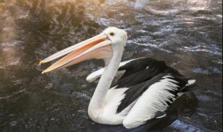 Цигани ядат пеликани и лебеди край Бургас