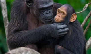 Скърбяща майка шимпанзе не се отделя от трупа на мъртвото си бебе (ВИДЕО)
