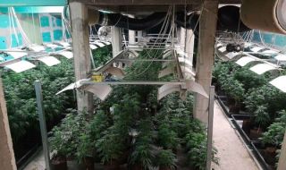 Разбиха модерна лаборатория за марихуана за 500 бона в Ловешко