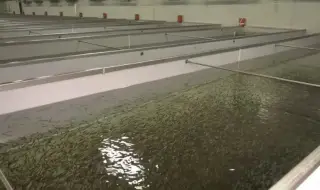 Огромно количество мъртва риба е открита в Карловско