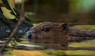 Бобър може да остави без вода 5000 души