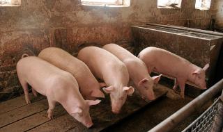 Тревога! Африканска чума по свинете и в Сърбия