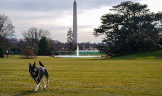 Зло куче в Белия дом! Пращат провинилия се домашен любимец на Джо Байдън на дресировка