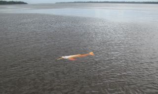 10% от делфините в езеро в Бразилия са загинали заради историческата суша