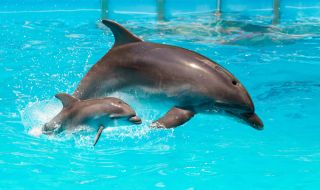 Украински делфини забавляват публиката в Румъния