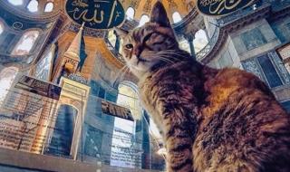 Почина котето Гли - един от символите на "Света София" (СНИМКИ)