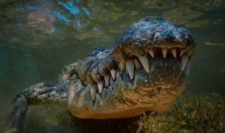 Извадиха цяло дете от корема на крокодил, но... 