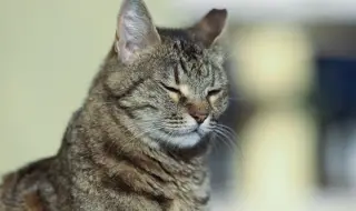 Разследват смъртта на домашна котка във Видинско