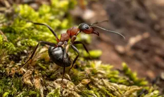 Разкриха уникален метод на мравките за разпознаване на стотици миризми