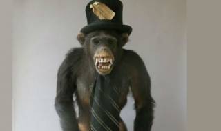 Честен крадец на препарирани животни отърва затвора