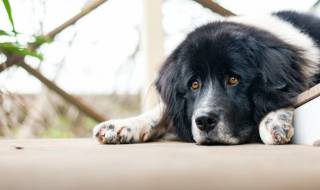 Куче чака от 2 години починалата си стопанка