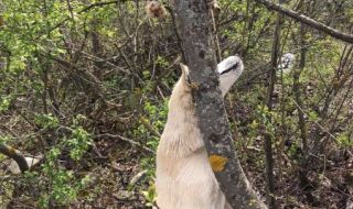 Обесиха родило наскоро куче на дърво в Червен бряг
