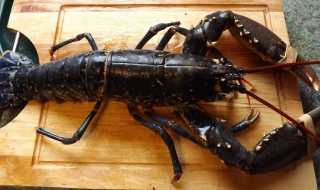 110-годишен омар отърва тенджерата