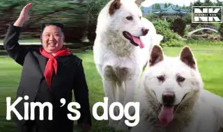 Ким Чен Ун подари на Путин две ловни кучета от породата пунгсан ВИДЕО