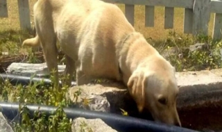 Куче спаси живота на момче, загубило се в планината