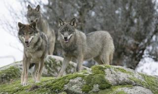 Вълци от Чернобил може да разпространят радиоактивни гени в Европа