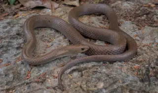 Нов вид пещерна змия изпълзя в Тайланд